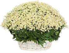 Цветочная композиция из Ромашки в корзине #REPLACE_PRED# город Кимры